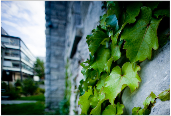 UVM campus architecture
